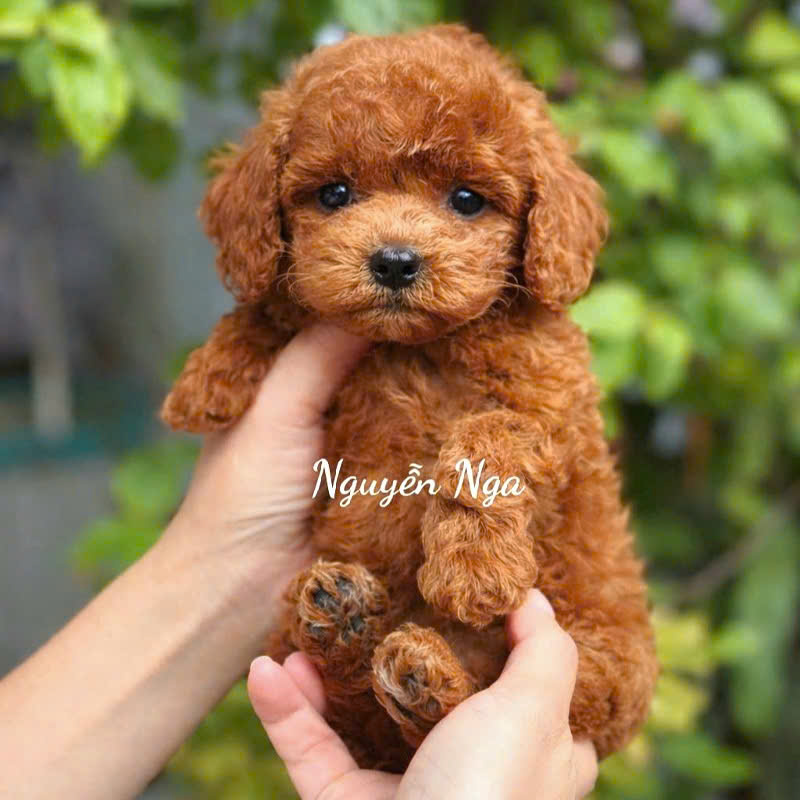 Chó Poodle PD19809